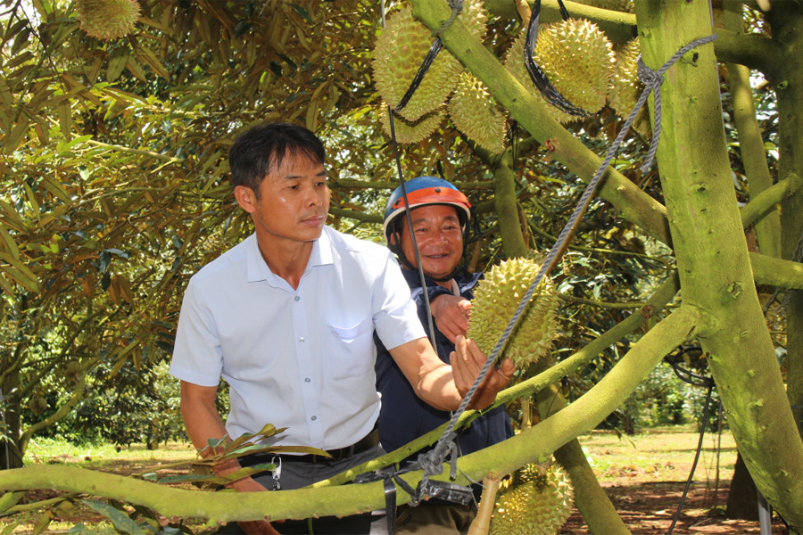 Đắk Lắk xây dựng nhãn hiệu 'Sầu riêng Krông Búk'