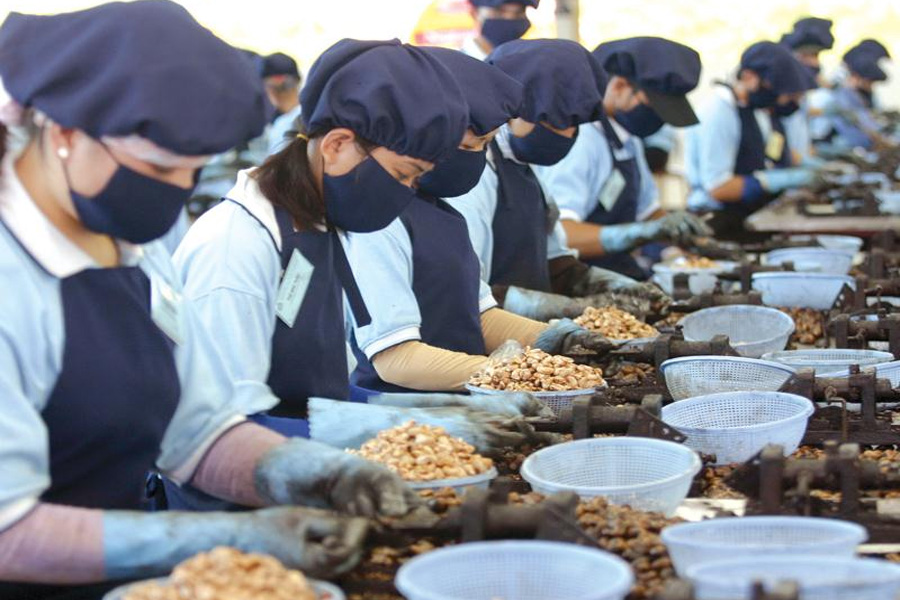 Quy trình kiểm dịch thực vật mới gây khó cho doanh nghiệp điều