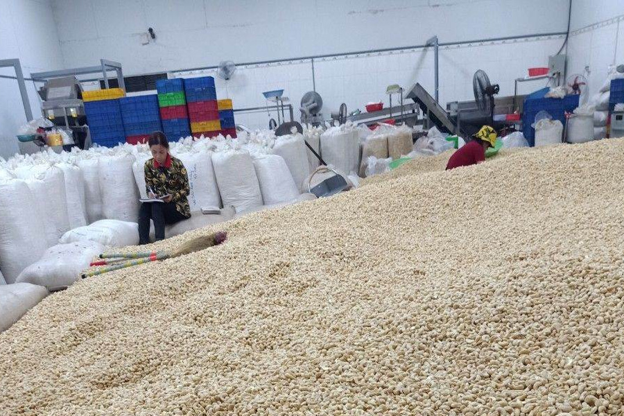 Quy trình kiểm dịch thực vật mới gây khó cho doanh nghiệp điều