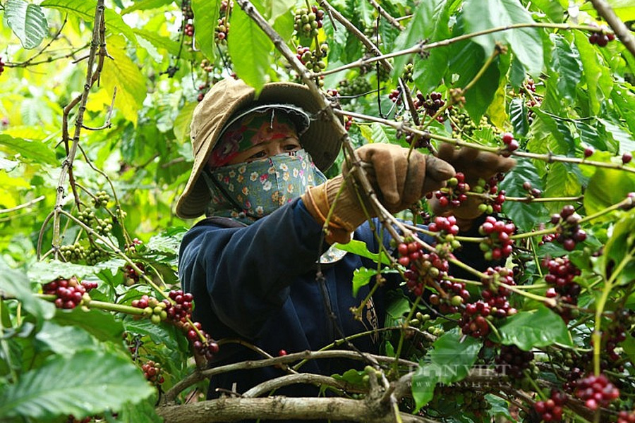 Giá cà phê hôm nay 24/9/2023