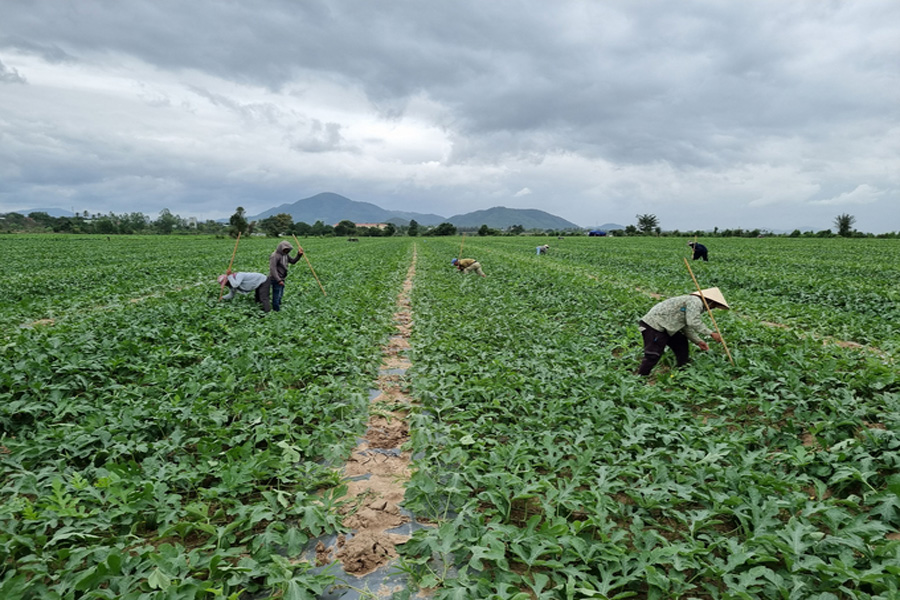 Giám sát chặt mã số vùng trồng, cơ sở đóng gói