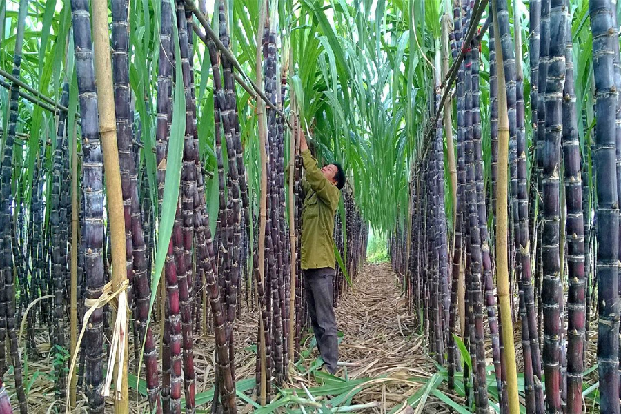 Giá đường thế giới lên mức cao nhất 15 năm