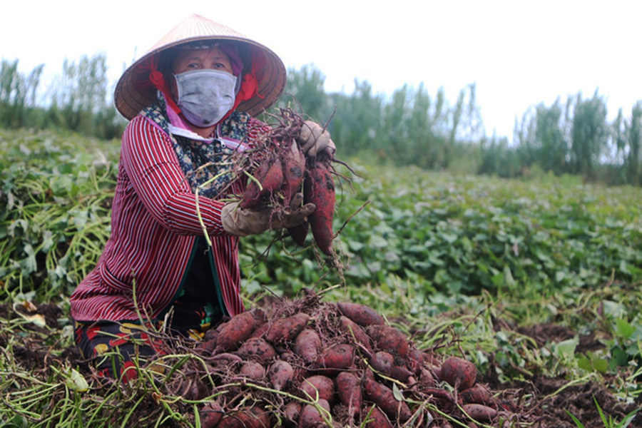 Kiên Giang chuẩn bị các điều kiện để đưa khoai lang xuất khẩu sang Trung Quốc
