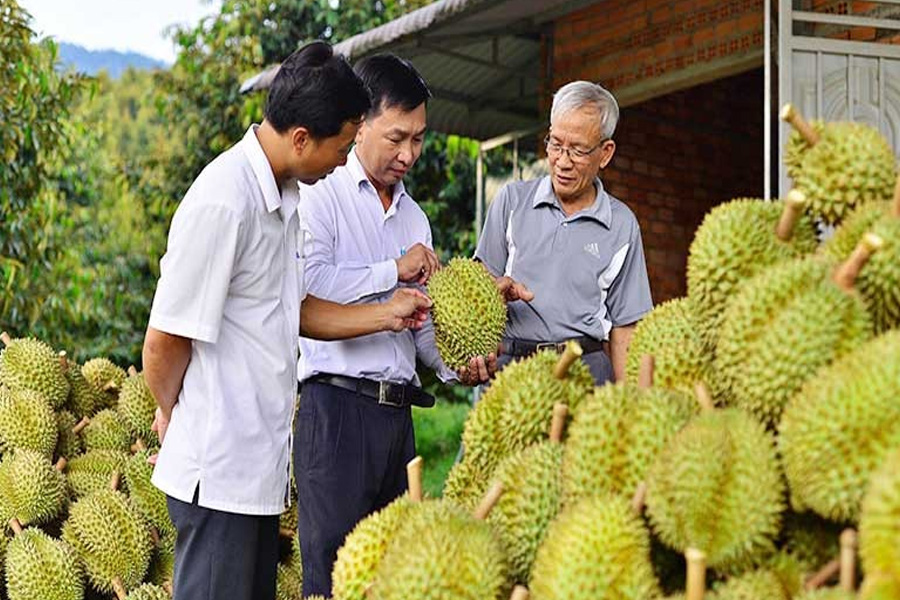 Lâm Đồng khuyến cáo không tự phát mở rộng diện tích sầu riêng