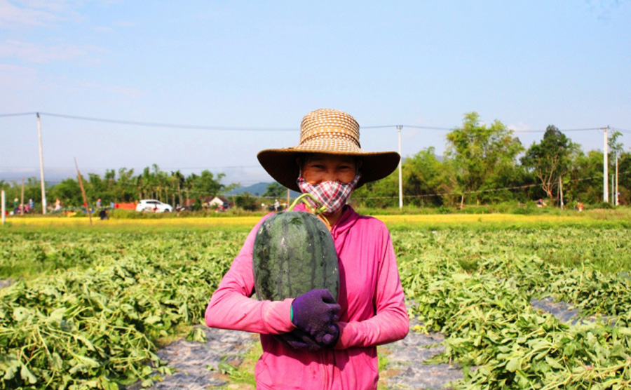 Người dân Quảng Nam thu lãi đến 100 triệu/ha dưa hấu vụ hè thu