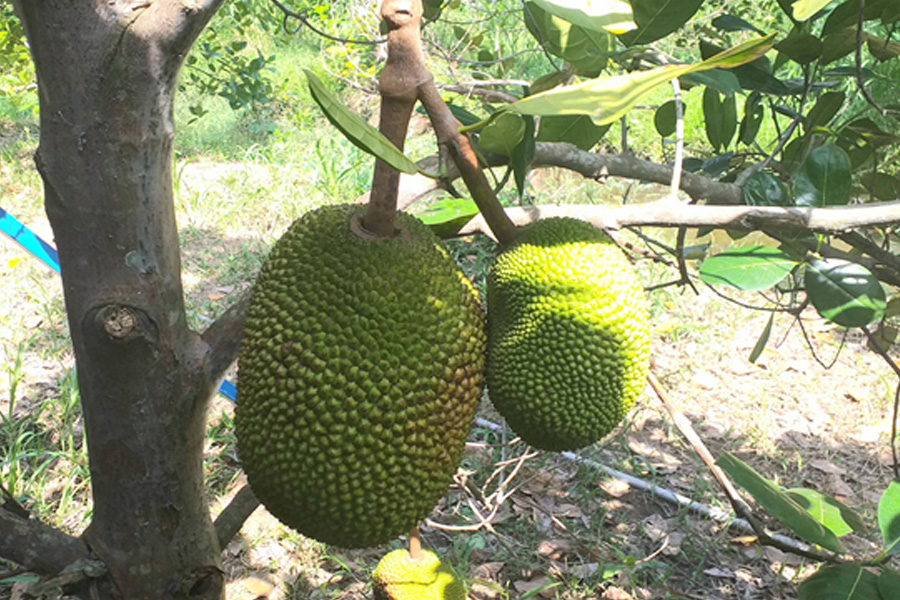 Nấm hồng gây hại nhiều vườn mít Thái, giá mít tiếp tục lao dốc