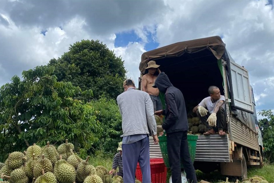Trung Quốc thông báo 439 trường hợp vi phạm mã số vùng trồng trong 8 tháng