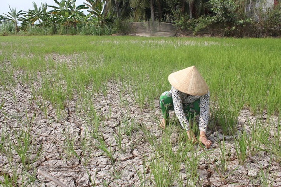 Xâm nhập mặn tại Nam Bộ dự báo sẽ rất gay gắt vào mùa khô 2023 - 2024