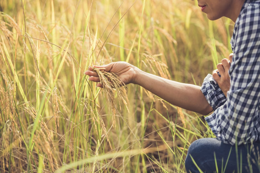 Xuất khẩu gạo Việt Nam có thể tiếp tục bứt phá