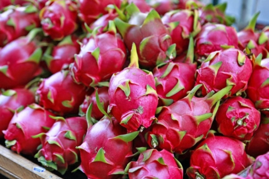 Xuất khẩu thanh long sang thị trường Anh vẫn theo quy định hiện hành