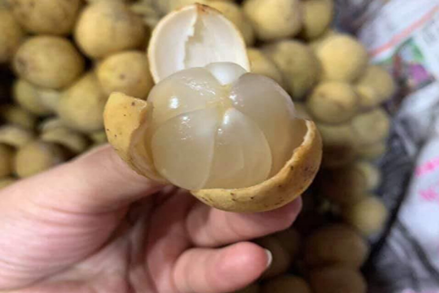 Bòn bon Việt bị cảnh báo ở Iceland do dư lượng Carbaryl