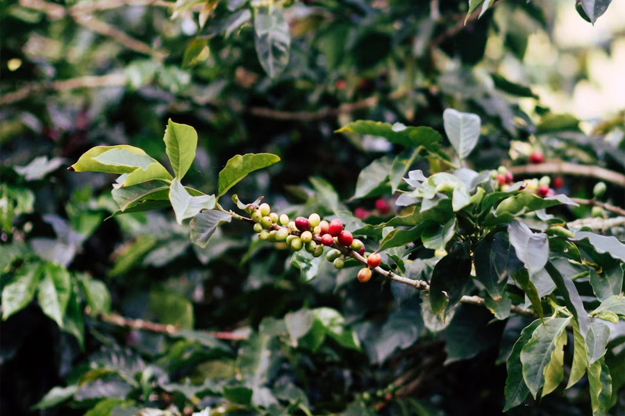 Giá cà phê hôm nay đầu tuần tăng vượt 68.000 đồng/kg