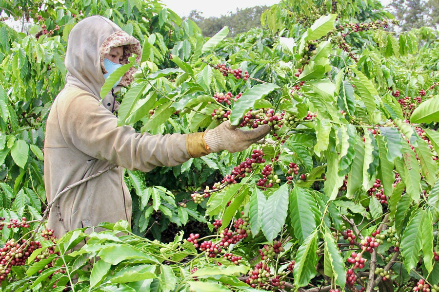 Giá cà phê lập đỉnh mới, nông dân không có hàng bán