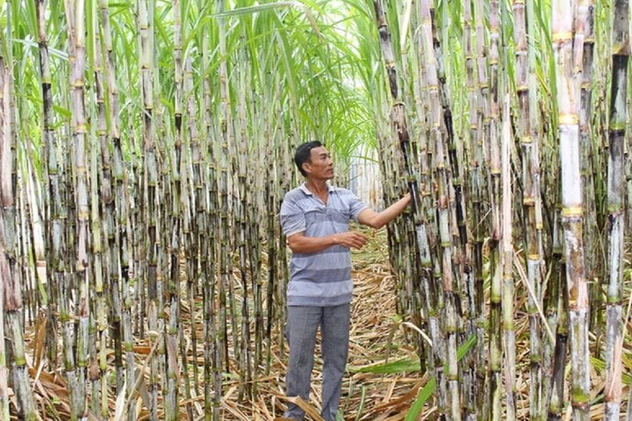 Giá đường gần 30.000 đồng/kg, đắt nhất trong 12 năm