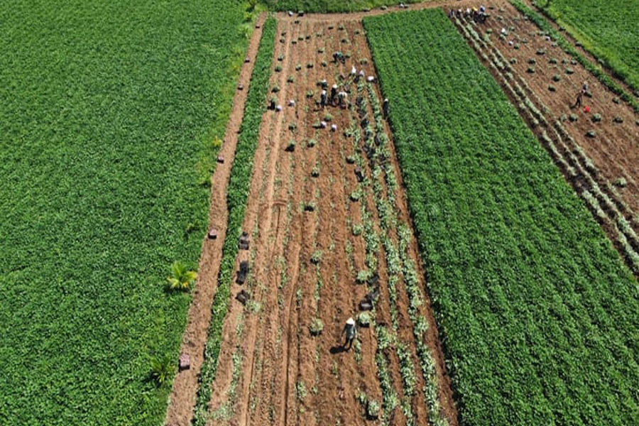 Giá khoai lang tăng kỷ lục người trồng lãi cao