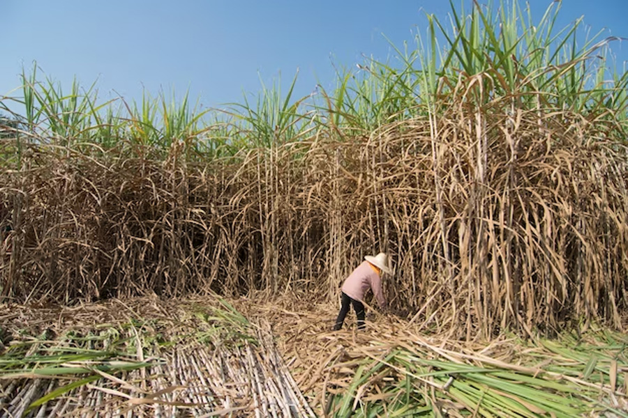 Giá mía tăng cao kỷ lục