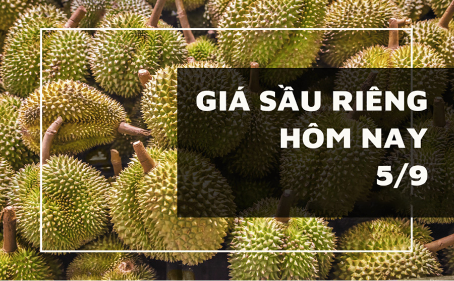 Hôm nay giá Sầu Thái giảm mạnh, mất mốc 90.000 đồng/kg