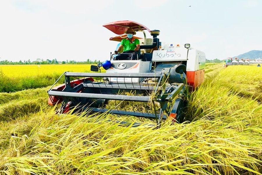 Lúa thu đông mở đồng được mùa lãi gấp đôi năm ngoái