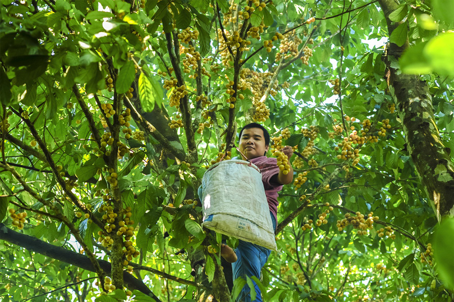 Nỗi đau cảnh báo chỉ 10kg bòn bon