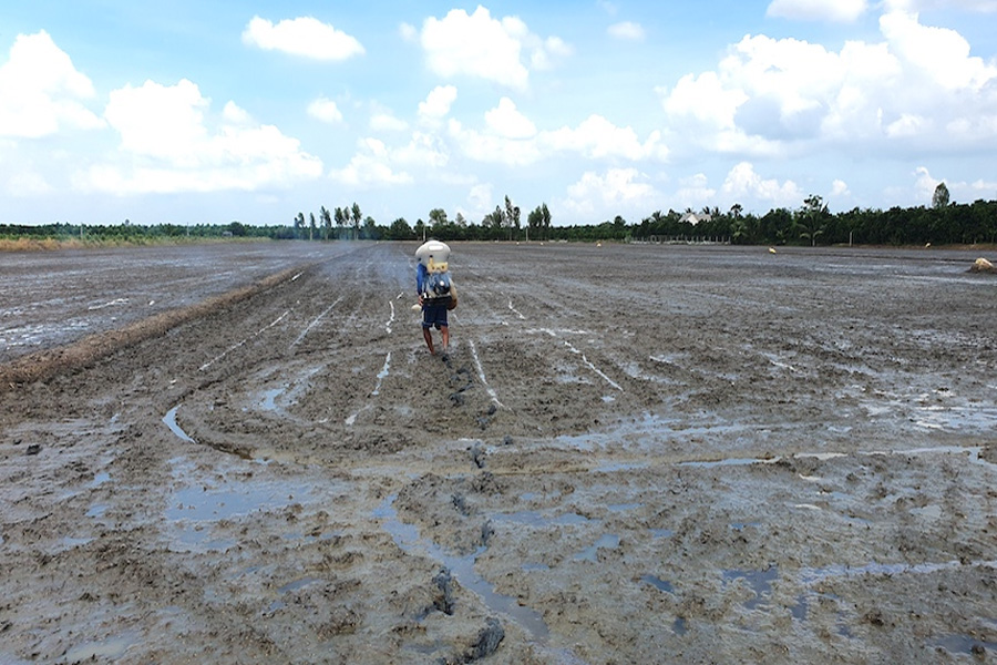 Nông dân ven biển ĐBSCL xuống giống vụ Đông Xuân sớm tránh hạn mặn