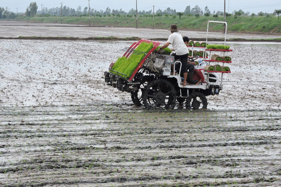 Nông dân ven biển ĐBSCL xuống giống vụ Đông Xuân sớm tránh hạn mặn