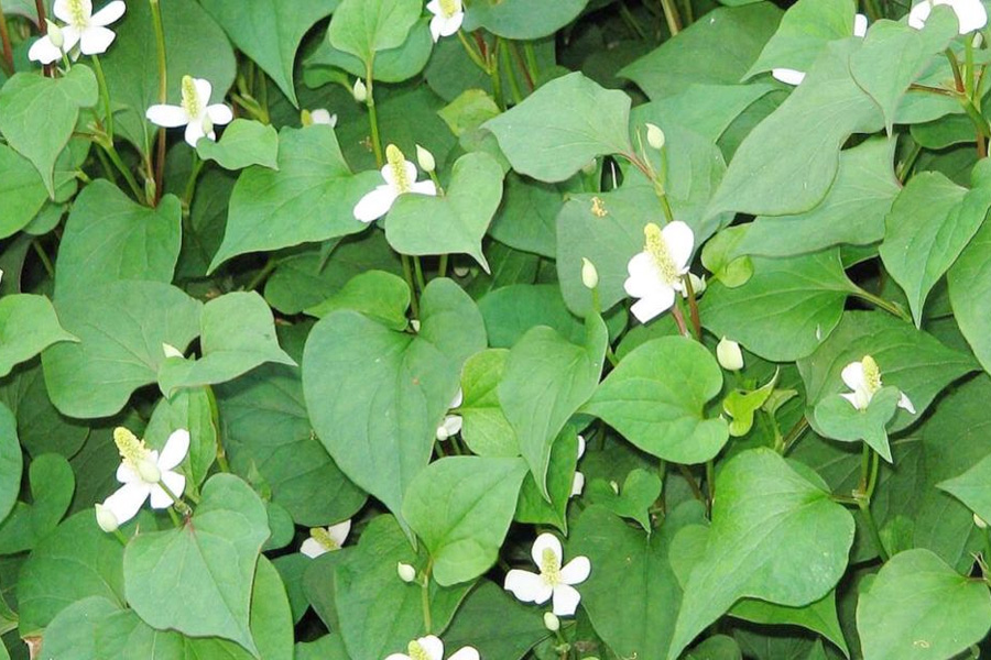 Rau gia vị là gì? Các loại rau gia vị phổ biến và dễ trồng trong khu vườn nhà bạn