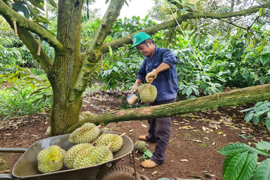 Tạm dừng nhập khẩu với 74 mã số vùng trồng