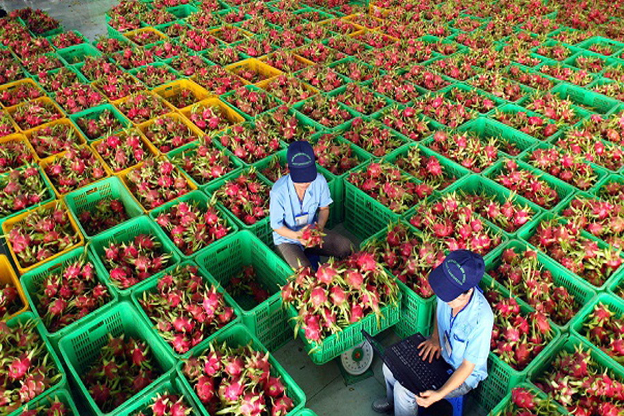 Tạm dừng nhập khẩu với 74 mã số vùng trồng