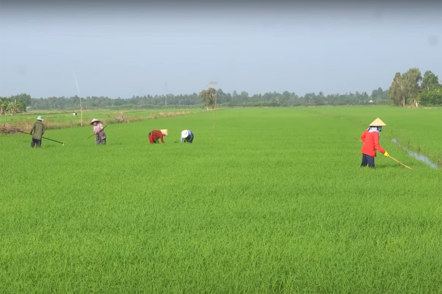 Ưu tiên nguồn nước khi bố trí sản xuất lúa đông xuân