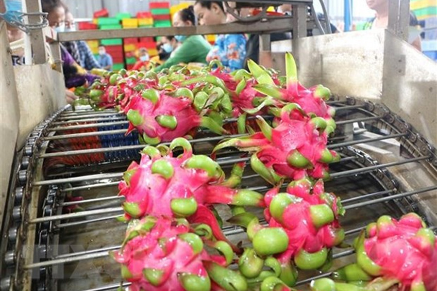 Xử lý nghiêm việc sử dụng mã số vùng trồng thanh long sai quy định