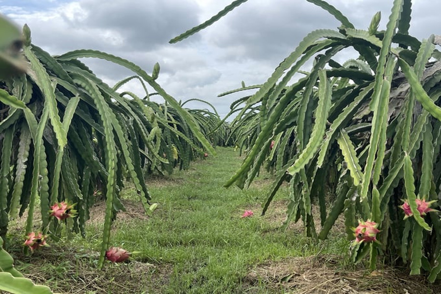 Xử lý nghiêm việc sử dụng mã số vùng trồng thanh long sai quy định