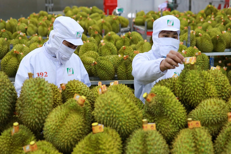 Đang hoàn tất thủ tục để được xuất khẩu sầu riêng sang Ấn Độ