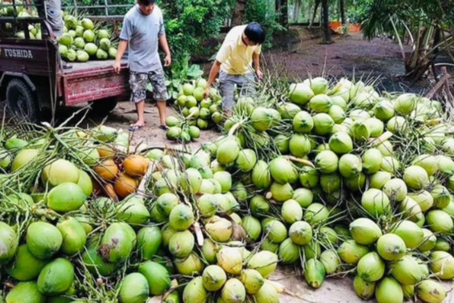Đẩy mạnh chế biến dừa xuất khẩu
