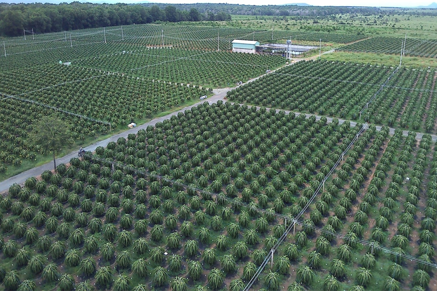 Để thanh long rộng đường xuất khẩu cần phải có gì?