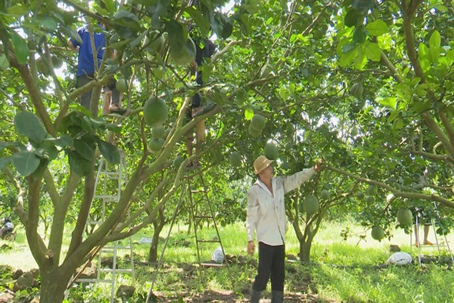 Đồng Nai tập trung xây dựng vườn nông nghiệp hữu cơ