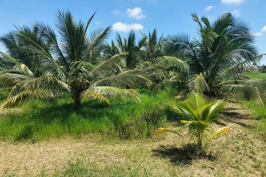 Bến Tre nhân rộng sản xuất dừa hữu cơ