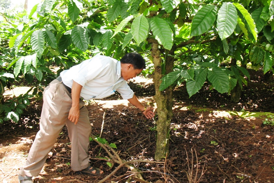 Bón phân cho cà phê vối giai đoạn trước thu hoạch