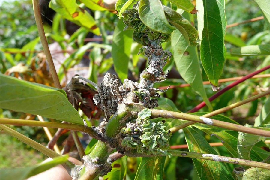 Các loại sâu bệnh hại chính trên cây khoai mì