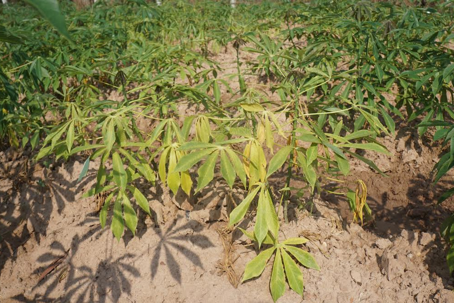 Các loại sâu bệnh hại chính trên cây khoai mì