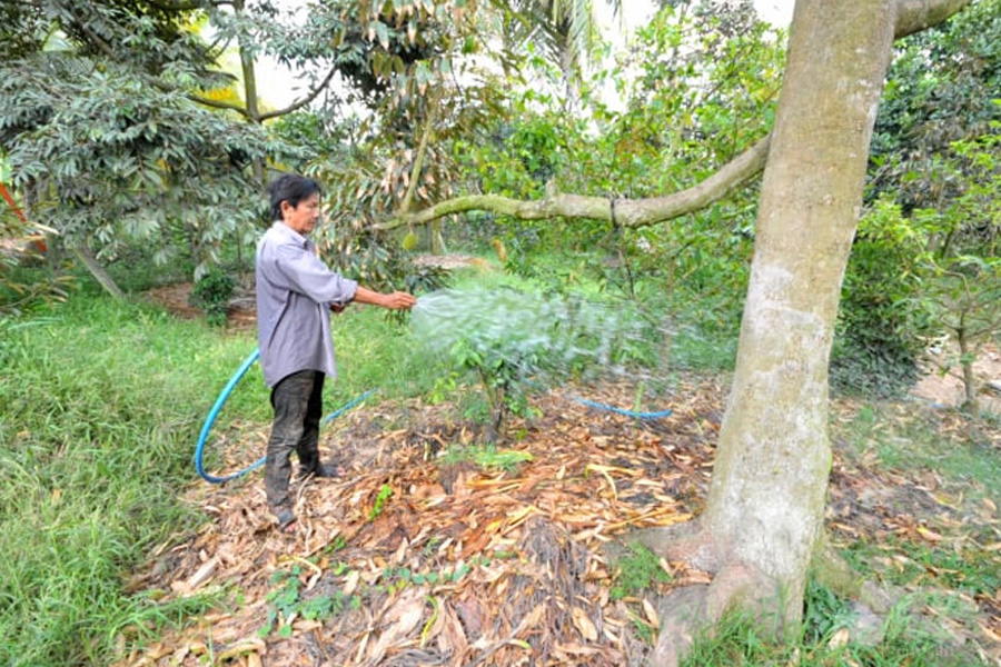 Cần làm gì để phục hồi vườn sầu riêng sau thu hoạch?