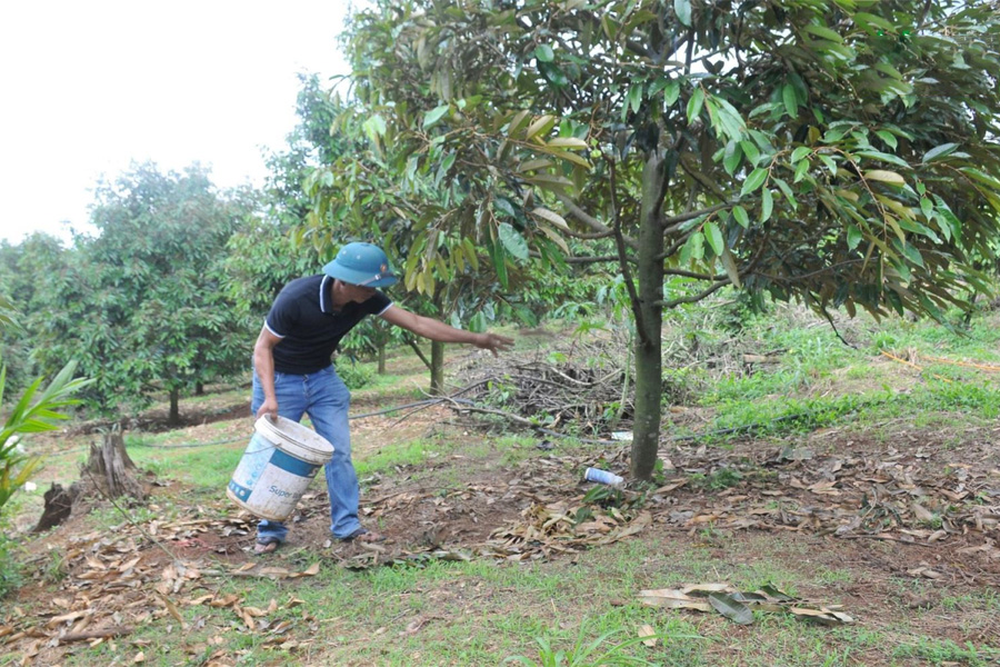 Cần làm gì để phục hồi vườn sầu riêng sau thu hoạch?