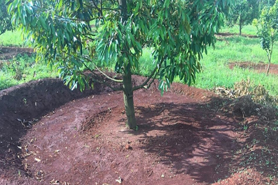 Cần làm gì để phục hồi vườn sầu riêng sau thu hoạch?