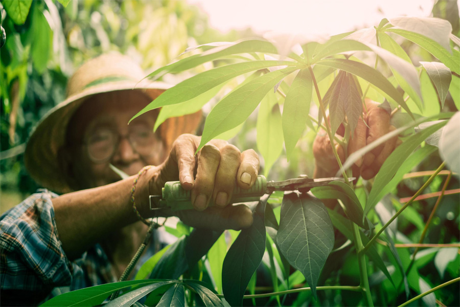 Cắt tỉa cho cây khoai mì