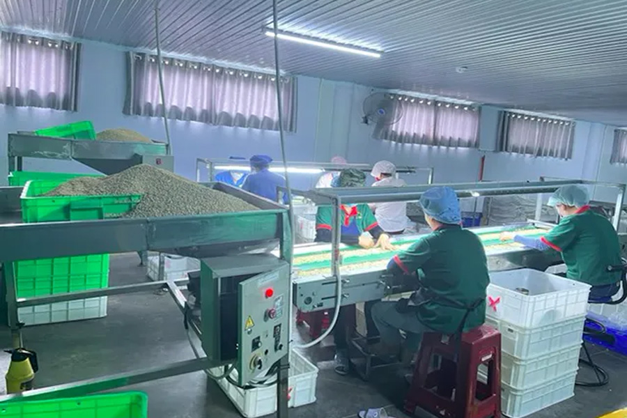 Chất lượng hạt điều xuất khẩu bị cảnh báo