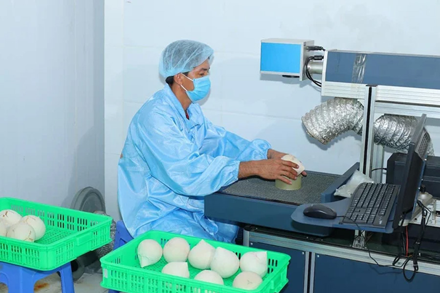 Đặt mục tiêu xuất khẩu dừa đạt 1 tỷ USD