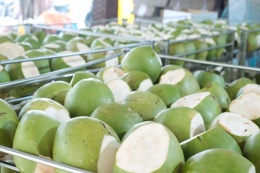 Đặt mục tiêu xuất khẩu dừa đạt 1 tỷ USD