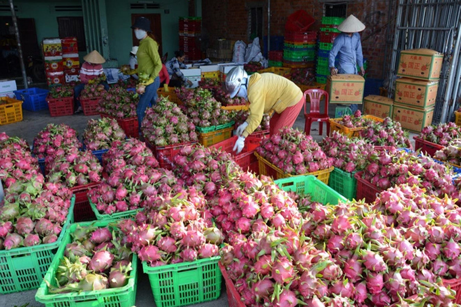 Đẩy mạnh trồng thanh long, Trung Quốc giảm mua từ Việt Nam