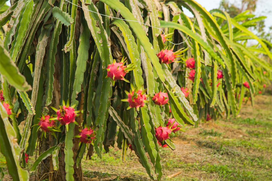 Đẩy mạnh trồng thanh long, Trung Quốc giảm mua từ Việt Nam