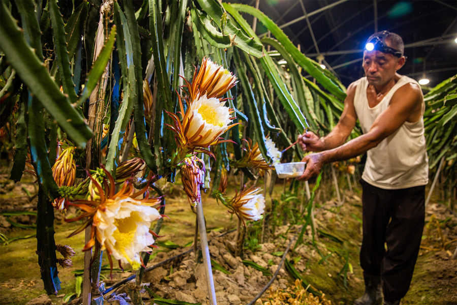 Đẩy mạnh trồng thanh long, Trung Quốc giảm mua từ Việt Nam