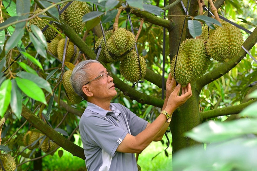 Diện tích trồng sầu riêng tăng trưởng mạnh